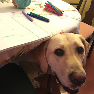 Large yellow labrador under a table covered with papers and pens